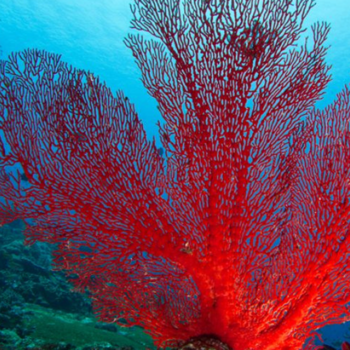 Le corail sur un bijou vintage