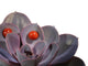 Boucles d'oreilles Boucles d'oreilles puces anciennes en or jaune 18K et corail rouge (vers 1900) 58 Facettes 18128-0051