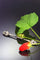Broche Broche barrette Art déco en or blanc 18K, diamants et onyx 58 Facettes 21096-0063