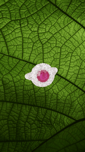 Bague 57 Bague marguerite - Rubis birman 2,01 ct et diamants en platine et or gris 18 carats 58 Facettes BRU55