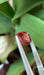 Gemstone Spinelle rouge 3.18cts non chauffé de Birmanie 58 Facettes 513