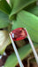 Gemstone Spinelle rouge 3.18cts non chauffé de Birmanie 58 Facettes 513