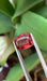 Gemstone Spinelle rouge 3.18cts non chauffé de Birmanie 58 Facettes 513