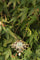 Collier Belle Époque - Collier et broche en or jaune 18K, platine, diamants et perles 58 Facettes 20198-0036