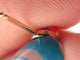 Boucles d'oreilles Poiray Lolita - Boucles d’oreilles puces en or jaune 18k et saphir rose 58 Facettes 254850