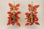 Boucles d'oreilles Boucles d’oreilles anciennes en or 14 carats et corail 58 Facettes 7650