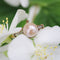https://www.bijouxbaume.com/upload/image/bague-ancienne-perle-et-diamants-tailles-en-rose-p-image-155795-grande.jpg