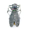 Broche Broche insecte de style victorien, or 14k, argent, diamants, saphirs, émeraudes, rubis 58 Facettes 0FEDF8E639AF4A84B789046904ED8C74