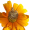 Art Nouveau - Pendentif Février en or rose et péridot