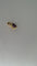 Pendentif Pendentif améthyste en or jaune 58 Facettes Pendentif 001