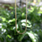 Collier Collier chaîne maille blé carrée en or jaune 14K 58 Facettes 11178