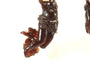 Boucles d'oreilles anciennes en écaille, or et perles 58 Facettes 7734