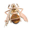 26050-0106.p06_Charming Interbellum Bee Brooch  ca  1930  with Tiger s Eye and Diamonds-en.jpg