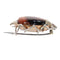 26127-0278.p05_A circa 1880 beetle brooch with reddish tiger s eye and seed pearls-en.jpg