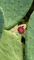 Bague 54 Rubellite - Bague en or jaune 18 carats et diamants 58 Facettes B360