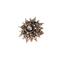 Broche édouardienne étoile-fleur en or jaune et diamants