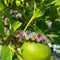 Bracelet Cristilli - Bracelet jonc en or jaune 18k, diamants et saphirs 58 Facettes 277