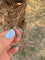 Bague 51.5 Alliance américaine en or gris 18 carats et rubis 58 Facettes 199