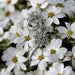Brooch Clip flowers Retro Platinum Diamonds 58 Facettes